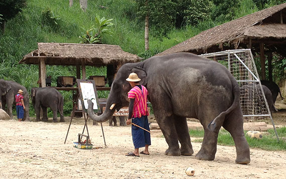 Chiang Mai Full Day Lampang Elephant School And Lampoon