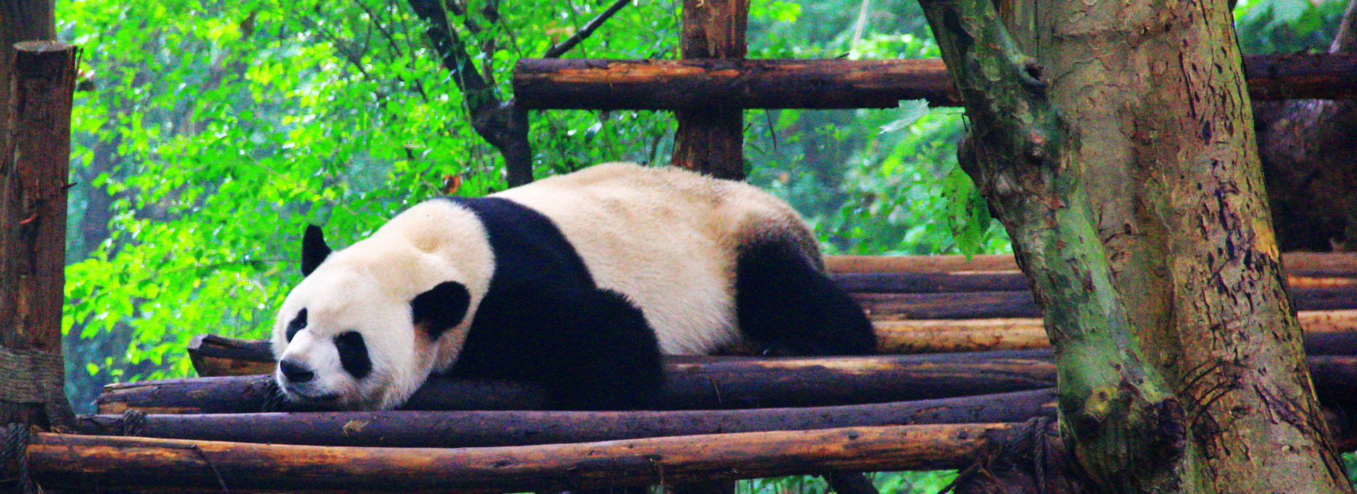 China Highlights With Panda Visit