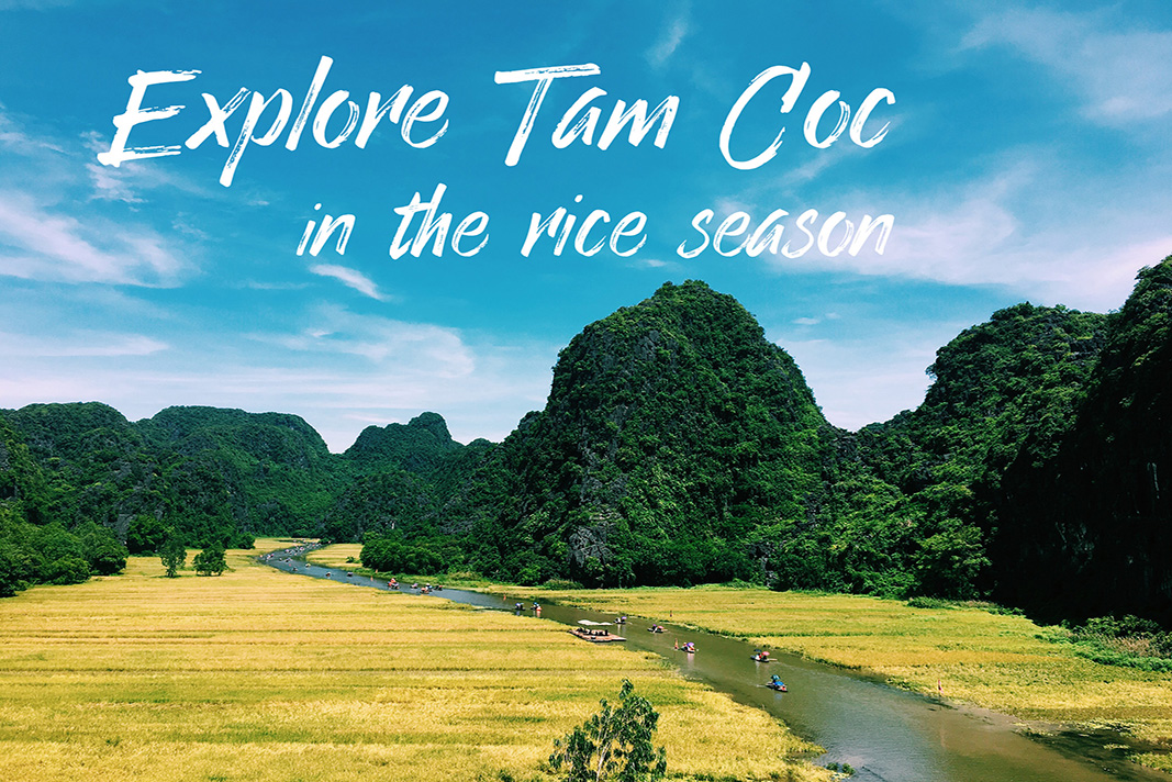 Explore Tam Coc in the rice season